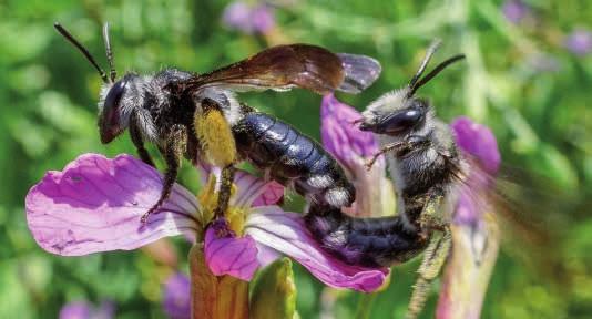 Die Weibchen von Andrena agilissima sammeln ausschließlich an Kreuzblütlern Pollen, sind also hochspezialisierte Blütenbesucher.