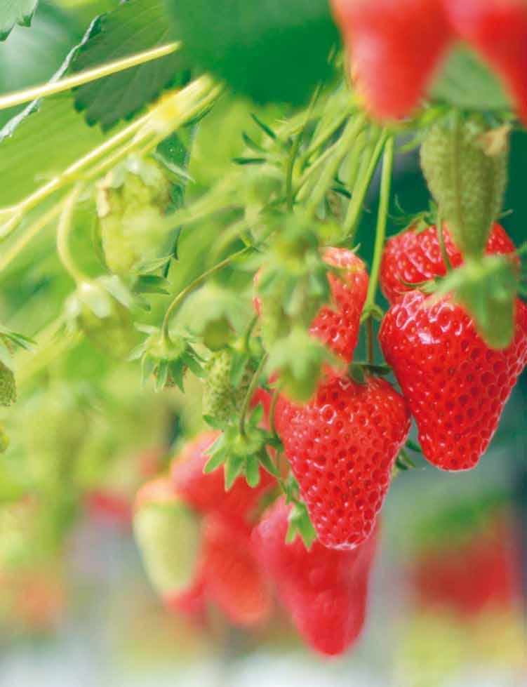 Pflanzung im Juli: in Brill Profi-Substrat PRO berry red mit niedriger Düngung. Wie wird gedüngt? Woche 1: keine Düngung Ab 2./3.