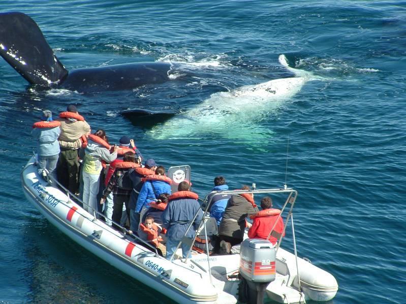 Nach dem Frühstück empfehlen wir eine Bootsfahrt zur Walbeobachtung zu unternehmen, welche direkt hinter dem Hotel beginnt. Die Saison der Wale ist vom Juni bis Dezember.