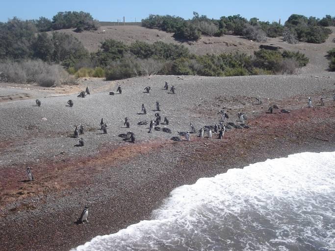 Sehr zu empfehlen (zwischen September und April) ist auch eine Tour nach Punta Tombo, der größten Pinguinkolonie Südamerikas.