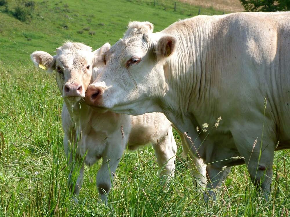 ENDOPARASITOSEN - Gefahr bei Rindern