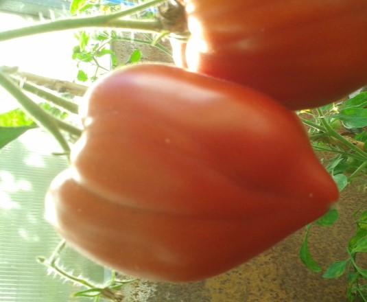 Tomate mit zarter Schale und fruchtigsüßem Aroma,