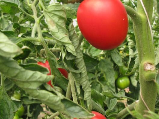 Freilandtomate mit rundovalen, schnittfesten Früchten und fruchtigem Geschmack,