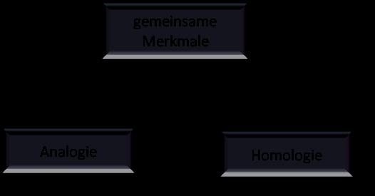 - 12-1. Lösungsschritt: Betrachtung homologer Merkmale Die Gene der Neandertaler und der modernen Menschen sind homologe Merkmale. Abb.