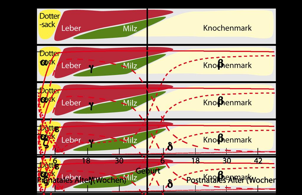 4 RELEVANZ DER ERKRANKUNG 4.1 HINTERGRUND Die SCD wird autosomal-rezessiv vererbt. Verschiedene Genotypen sind beschrieben 2. Ihnen gemein ist die Mutation HBB:c.20A>T ( Sichelzell-Mutation ).