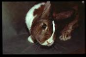Niereninsuffizienz Häufige Erkrankung ältere Kaninchen Häufigste Ursache: Infektion mit Encephalitozoon cuniculi