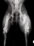6,3 mmol/l) Na + erniedrigt (< 139 mmol/l) Anämie (< 5,3 Mill/µl Ery) Osteodystrophie Pathologische Fraktur