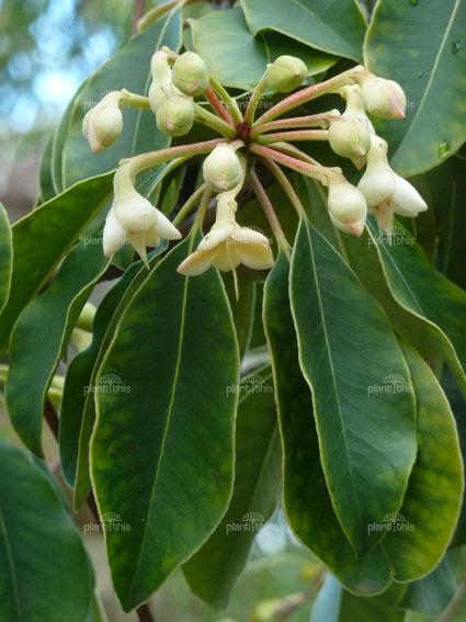 vergesellschaftet mit: - Fagaceae: Castanopsis, Lithocarpus,