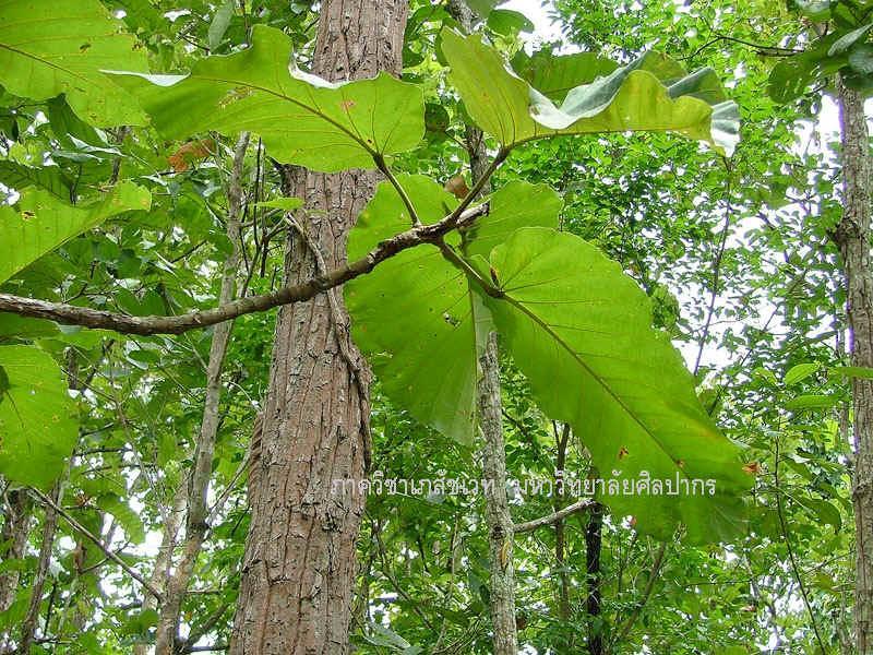 Dipterocarpus