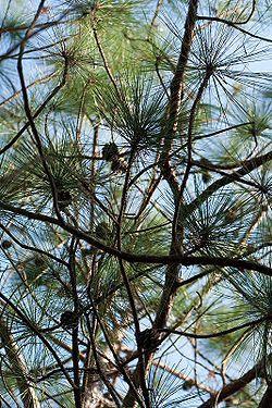 Pinus yunnanensis Unterschiede zu Pinus kesiya:
