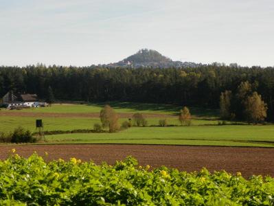 Schattiger Hessenreuther Wald