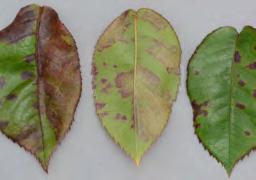 10 ROSENROST Orange-rote Flecken zeigen sich im Frühjahr und Frühsommer an den Trieben, dann auf der Blattoberseite, bevor auch Blattunterseite