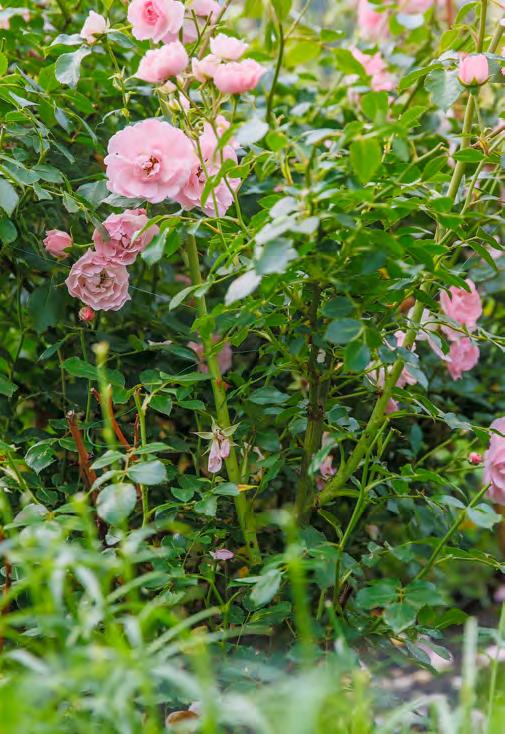 ROSEN ÜBERWINTERN DAS ÜBERLEBENS-MANUAL 11 Mit dem richtigen Winterschutz bringen Sie Ihre Rosen gut durch die kalte Jahreszeit und können sich schon