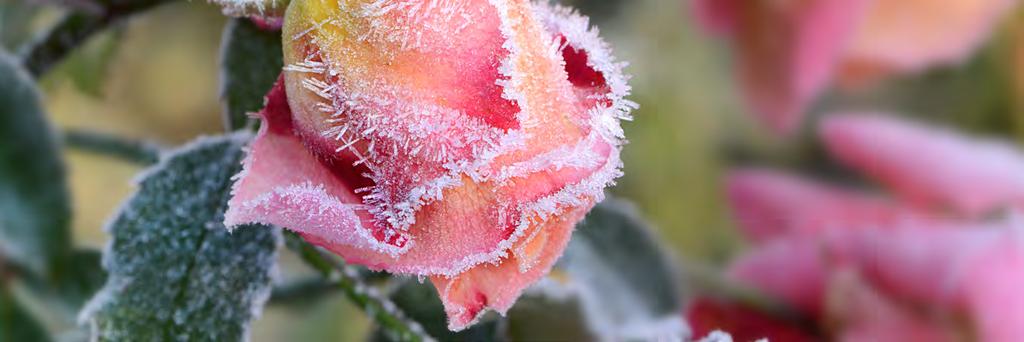 Damit Ihre Rosen auch während des Winters genügend Luft bekommen, verwenden Sie keine Plastikabdeckungen, sondern welche aus Vlies, Leinen,