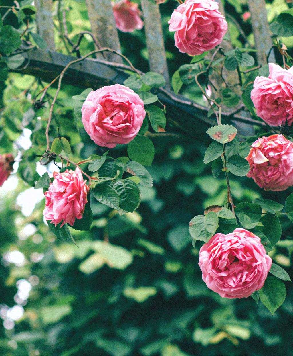 ODE AN DIE ROSE Anakreon (580 495 v. Chr.) Rose, Wunder aller Blumen, die blühen, jedes Blatt ein Zeuge der Liebe im Frühling. Selbst die himmlischen Mächte erfreuen sich ihrer.