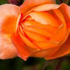 In der griechischen Mythologie war die Rose eng mit Aphrodite, der Göttin der Liebe, verbunden.