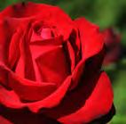 Auch bei den Römern, im Christentum in slawischen Völkern sowie im Islam spielt die Rose eine große Rolle.