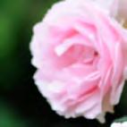 Eine weiße Rose gilt als geheimnisvoll, bedeutet aber auch Abschied.