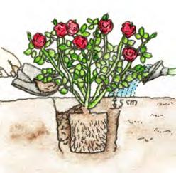 Lesen Sie hier, wie Sie mit Container-, Stamm- oder wurzelnackten Rosen beim Einpflanzen umgehen.