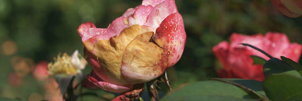 KRANKHEITEN & SCHÄDLINGE WISSEN, WAS ZU TUN IST 08 Das Gerücht, Rosen seien anfälliger für Schädlinge und Pilzkrankheiten als andere Pflanzen, hält sich hartnäckig. Zu Unrecht.