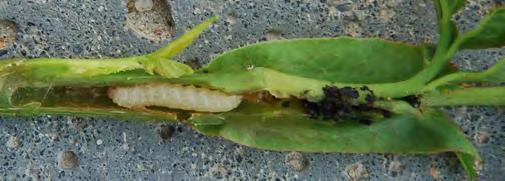 Zikaden sind klein, grün, können springen und fliegen. Sie saugen an der Blattunterseite und verursachen so weißliche Verfärbungen an den Blättern.