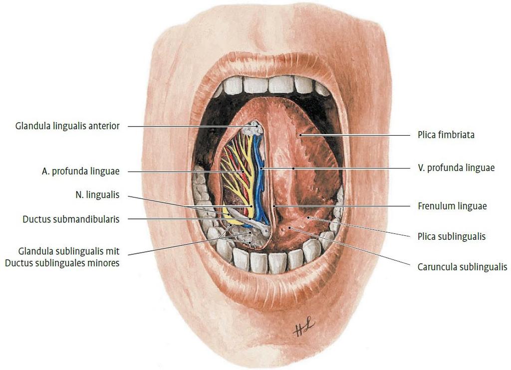 Abbildung 2: Regio Sublingualis bei hochgeschlagener Zunge. An der rechten Seite wurde die Schleimhaut entfernt [1]. 1.2.2.2 Histologie Die Glandula submandibularis ist eine seromuköse Drüse mit intralobulär gelegenen End-, Schalt- und Streifenstücken und größeren interlobulären Ausführungsgängen.
