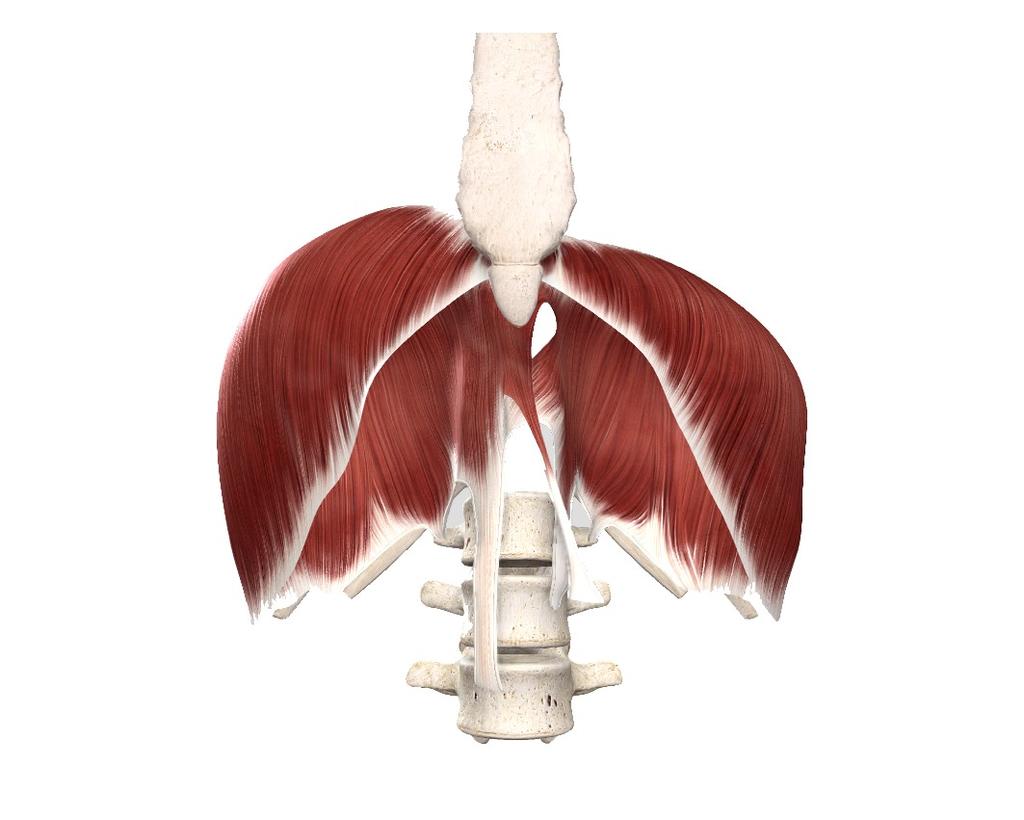 Das Zwerchfell, das in der Anatomie auch Diaphragma (griech.