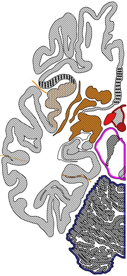 Basales elencephalon Nc aumbens ventraler (limbischer) Anteil triatum zusammen mit dopaminergen mesolimbischen asern aus ormatio reticularis ( Nc aumbens, Amygdala, limbischer appen): Motivation,