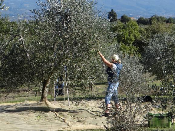 noch nervöser! Ständig schauten wir unsere Oliven an und fragten uns, ob es wohl genug sein werden?