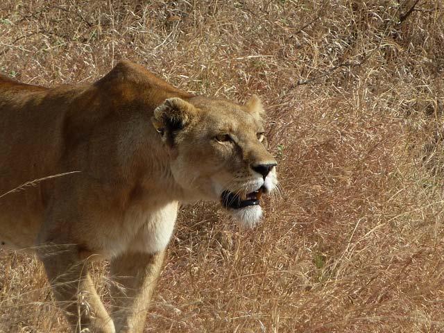 Bei wem weckt das Wort Serengeti keine Erinnerungen an Tierfilme, Fotos und Berichte?