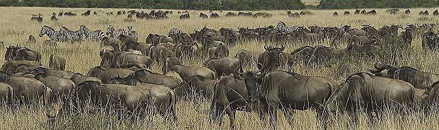 Wenn man von Ngorongoro kommt sind es etwa 45 km vom Naabi Hill Gate, dem südlichen Eingang zum Nationalpark.