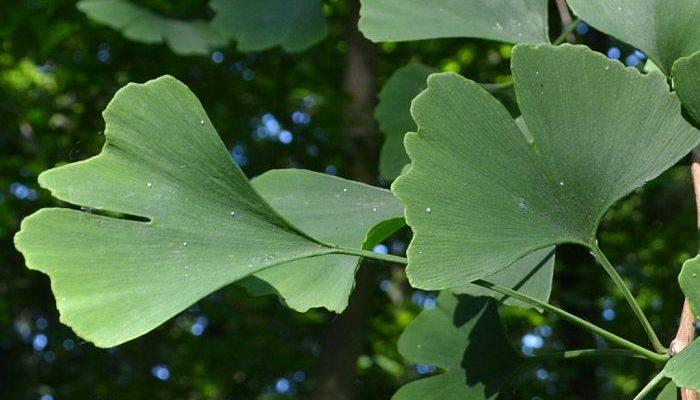 Gingko biloba Starkes Antioxidanz, soll Blutfluss verbessern Zwei Studien mit verbessertem