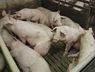 hielten 27 125 299 Schweine Wenn die beantragten Anlagen genehmigt