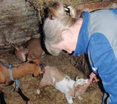 Die Bio-Landwirtin Andrea Blohm weiht in die Geheimnisse der Ziegen-Frischkäse-Herstellung ein. Viele Ziegen und eine Galloway-Mutterkuh-Herde sind zu sehen.