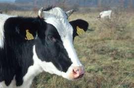 Umstellen eines Rinder haltenden Betriebs (4) Tier-Zukauf nur von Bio-Betrieben Konv. Tierzukauf möglich für.