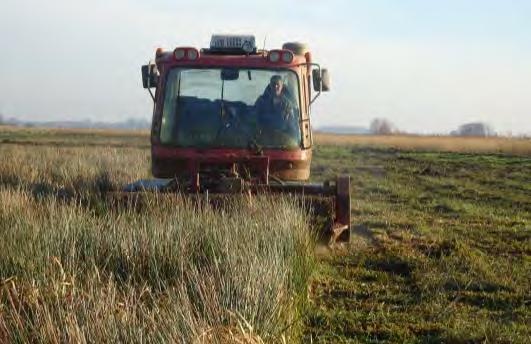 C.2 Optimierung der Vegetationsstruktur Einsatz der Landschaftspflegeraupen: Ostermoor: Mulchen von Flatterbinse auf ca.