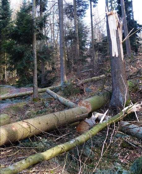 Projekt Schutzwald Thurn (Osttirol) Schäden durch Schnee und Stürme Pflanzen von 160.