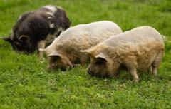 Tiere erleben Wenn wir stark gestresst sind, gehen wir immer auf die Weide zu unseren Kune Kune Schweinen, welche sich dann