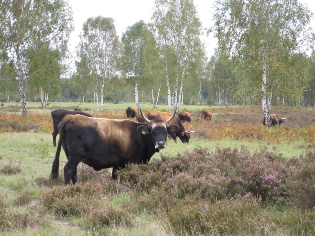 Verkauf von Zuchttieren und Rindfleisch in Ökoqualität Naturschutz und Landschaftspflege Foto: Birgit