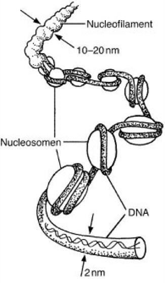 Wie DNA den Organismus steuert KERNSÄUREN DNA Quelle: spektrum.