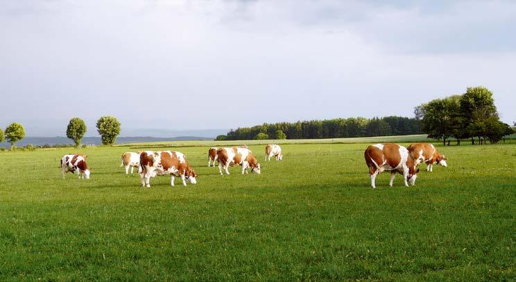 G Besonders tiergerechte Haltungsverfahren Der Umgang der Landwirtschaft mit den Nutztieren steht zunehmend im Interesse der Gesellschaft.