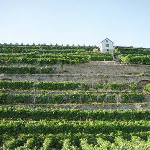 Weinbausteillagen In den Steilst- oder Terrassenlagen, wo Flurneuordnungen nicht möglich sind und moderne Weinbautechnik nicht eingesetzt werden kann, besteht die Gefahr, dass deren Bewirtschaftung