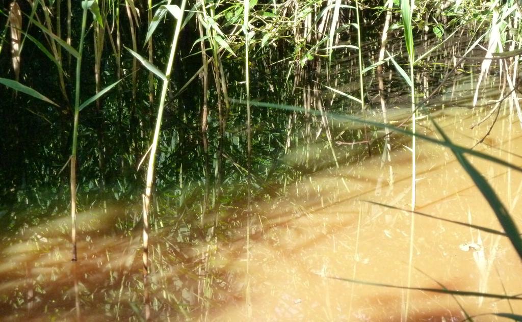 Verockerung des gewässernetzes im Spreewald Eisenhydroxid im gewässernetz