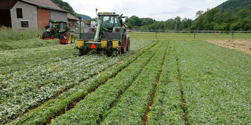 MAIS LOP 5/2017 39 BIODIREKTSAAT Die Zwischenfrucht wird zunächst mit der Messerwalze (links) niedergewalzt, ehe der Mais mit einer Direktsaatmaschine (rechts) gelegt wird.