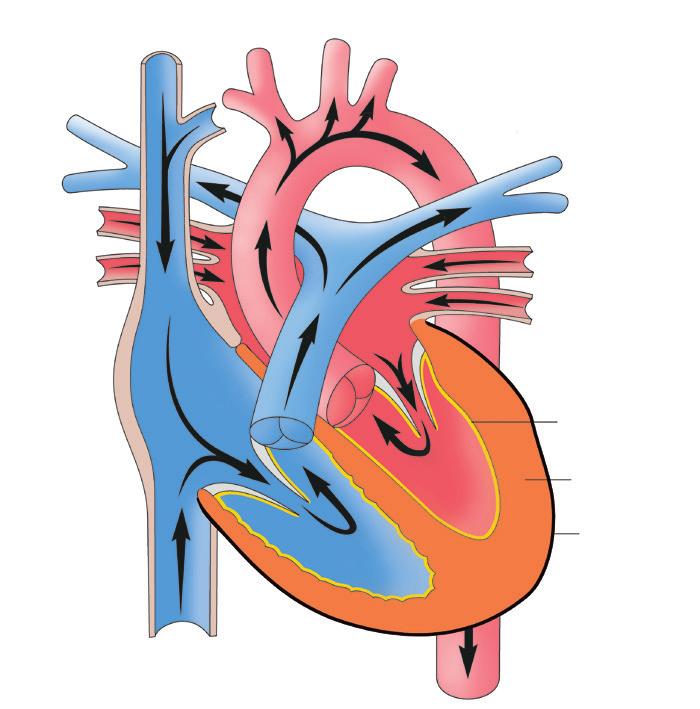 Gewebeschicht der Herzwand Myokard = Hauptbestandteil der Herzwand mit der Herzmuskulatur Rechter Vorhof Linker Vorhof Rechter Venrikel Linker Ventrikel Lungenvenen Lungenarterie (Arterie