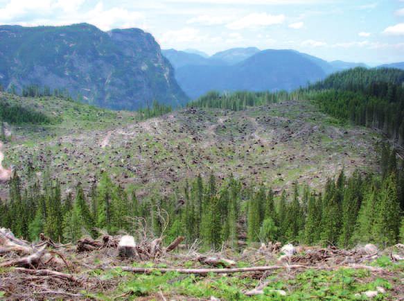 Mit dem Wald verschwindet auch der Humus Großflächige Störungen in Hochgebirgswäldern führen zu Nährstoffverlusten und beeinträchtigen langfristig die Waldentwicklung Michael Kohlpaintner und Axel