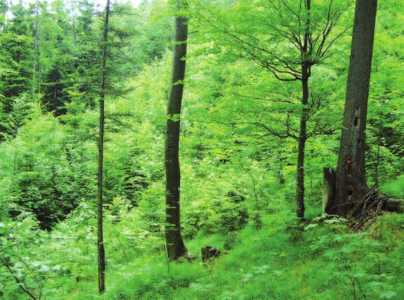 Waldbau-Verfahren für den Bergmischwald Empfehlungen für die Praxis auf wissenschaftlicher Grundlage Hany El Kateb, Manfred Schölch und Reinhard Mosandl Der Verjüngung im Bergmischwald kommt eine