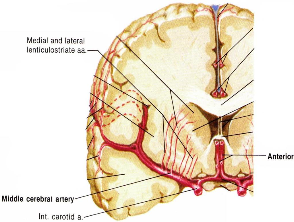 EEG und SEP:Ischämiemonitoring EEG SSEP Funktionschwelle EEG: Gesamtkortex SEP: