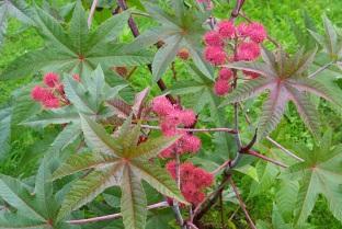 Beide Basis-Polymere sind teilkristallin und partiell aromatisch. Für die Spritzgussverarbeitung werden geeignete Viskositäten verwendet.