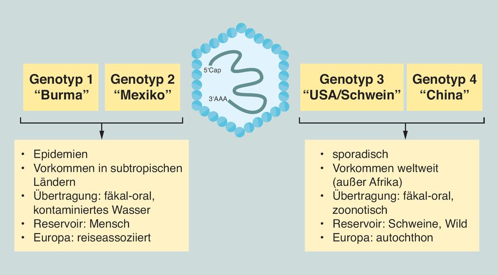 Hepatitis E Virus (HEV) State of the Art